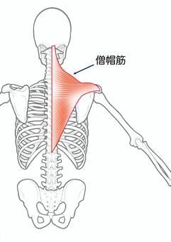僧帽筋について
