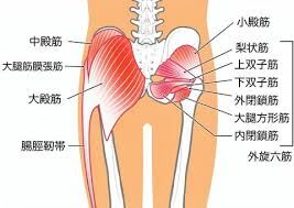 深層外旋六筋について