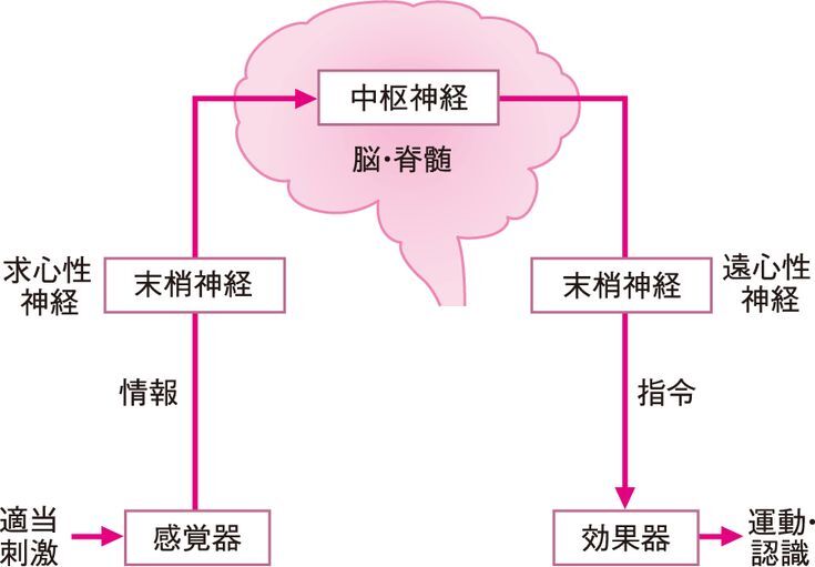 中枢神経と末梢神経