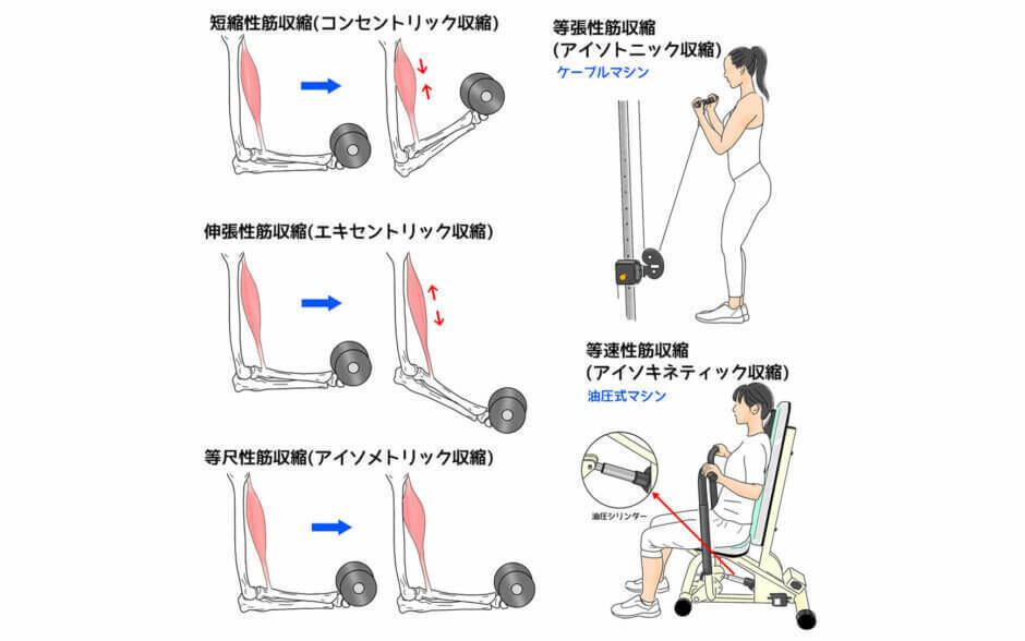 アイソキネティックトレーニング